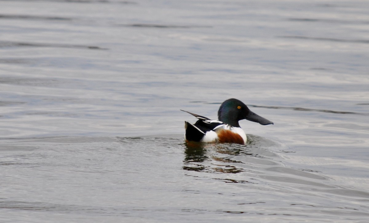 Northern Shoveler - ML635861145