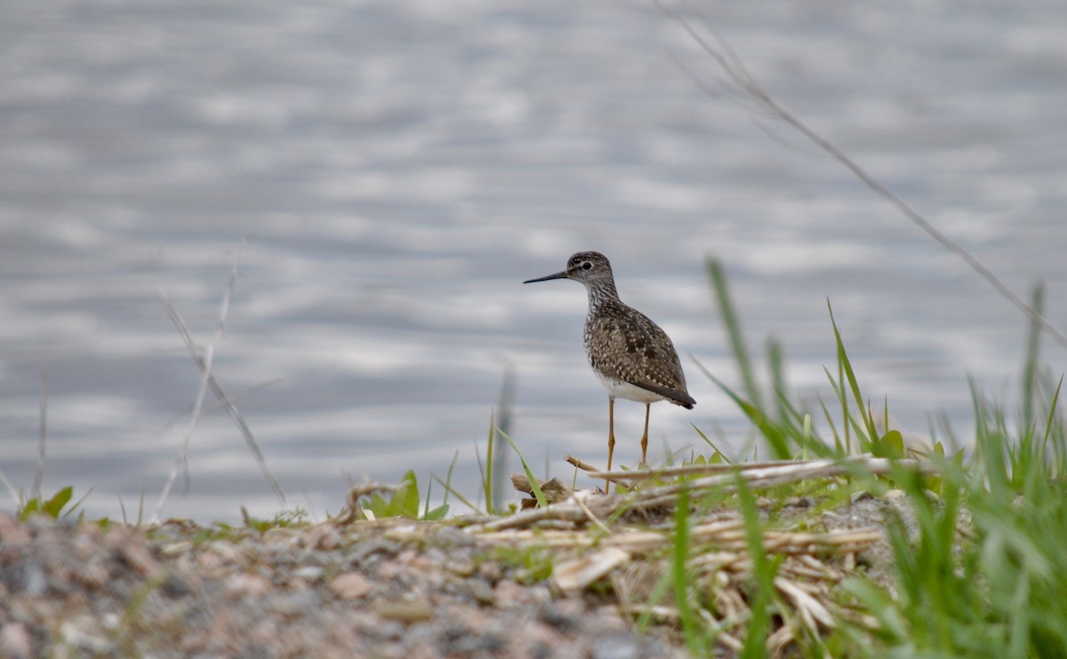 Lesser Yellowlegs - ML635861208