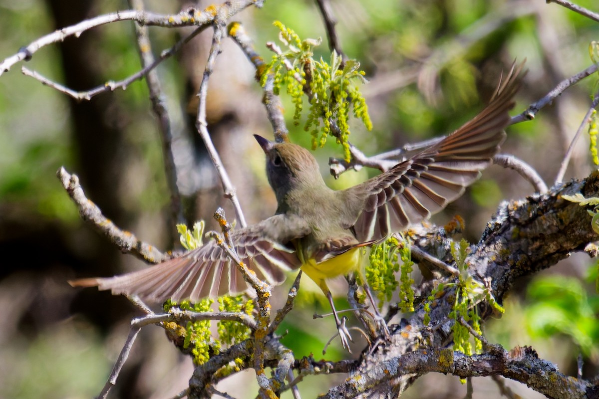 Great Crested Flycatcher - ML635861224