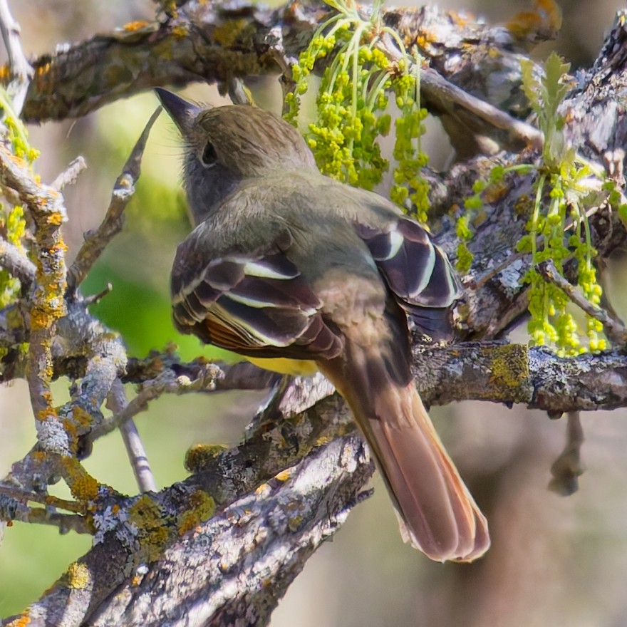 Great Crested Flycatcher - ML635861232