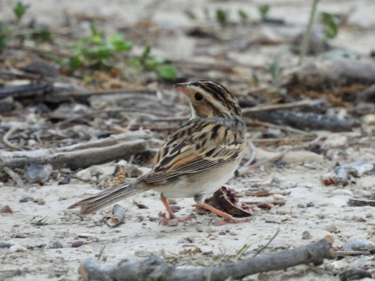 Clay-colored Sparrow - ML635861244
