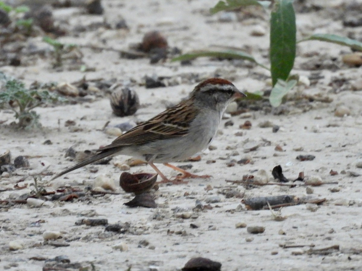 Chipping Sparrow - ML635861289