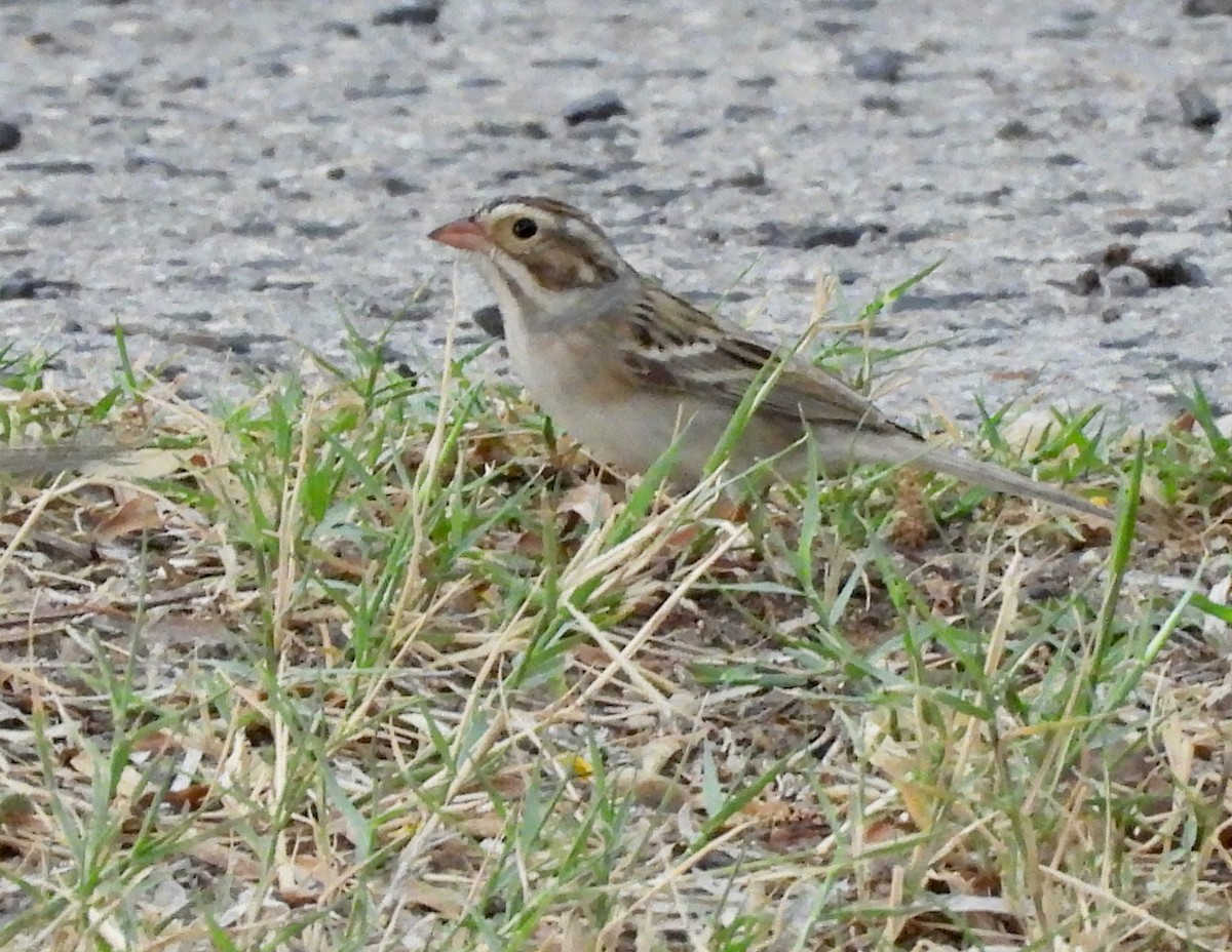 Clay-colored Sparrow - ML635861379