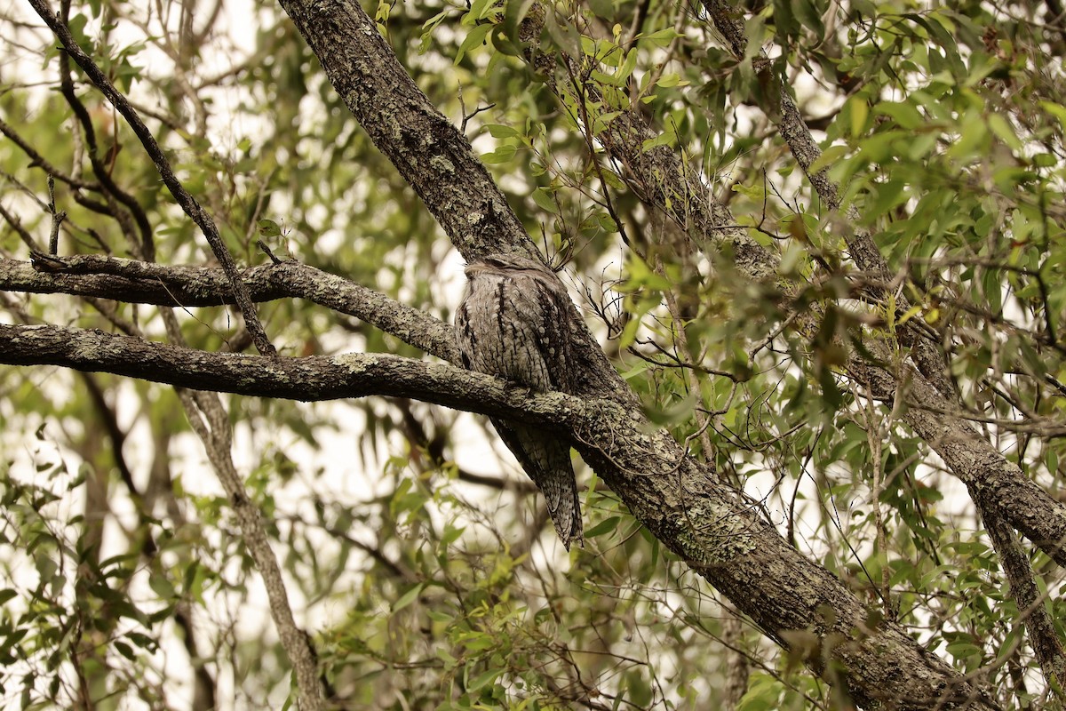 Eulenschwalm - ML635861382