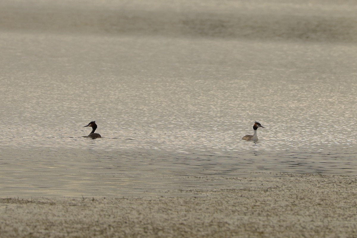 Great Crested Grebe - ML635861384
