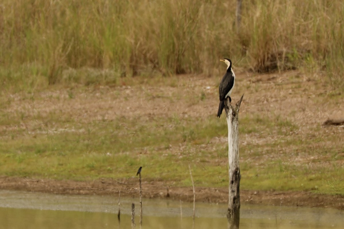 Little Pied Cormorant - ML635861390