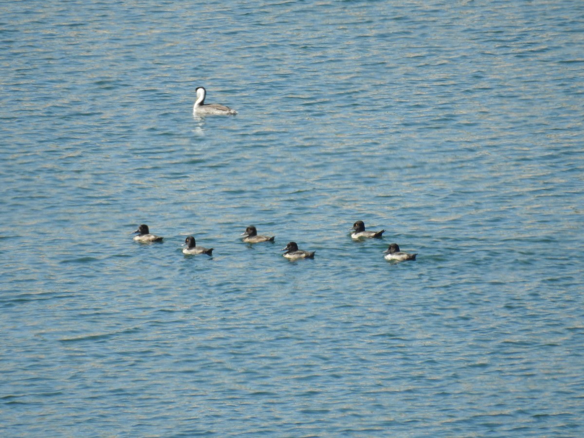 Ring-necked Duck - ML63586141