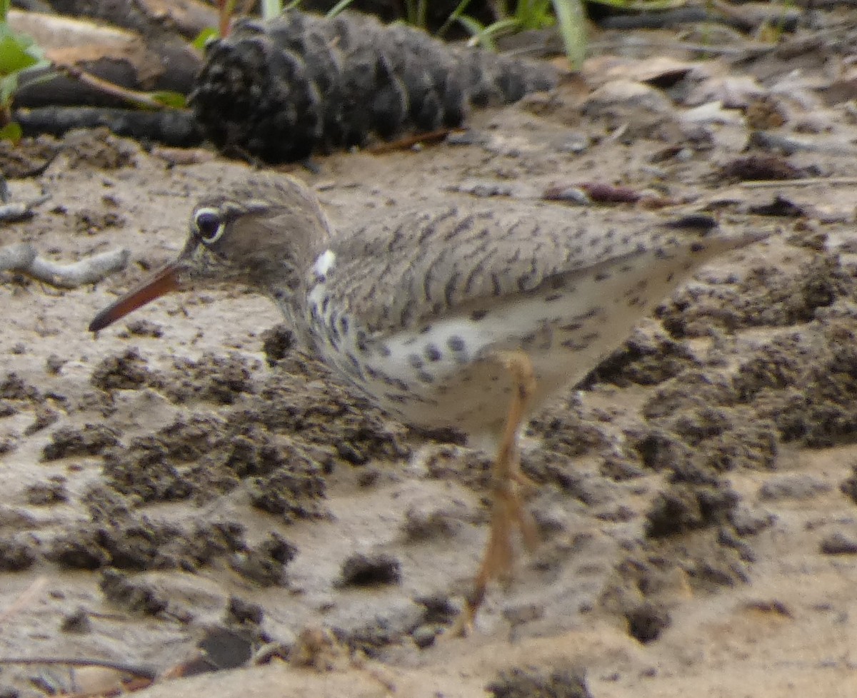Spotted Sandpiper - ML635861483