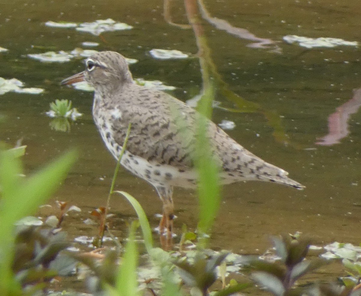 Spotted Sandpiper - ML635861484