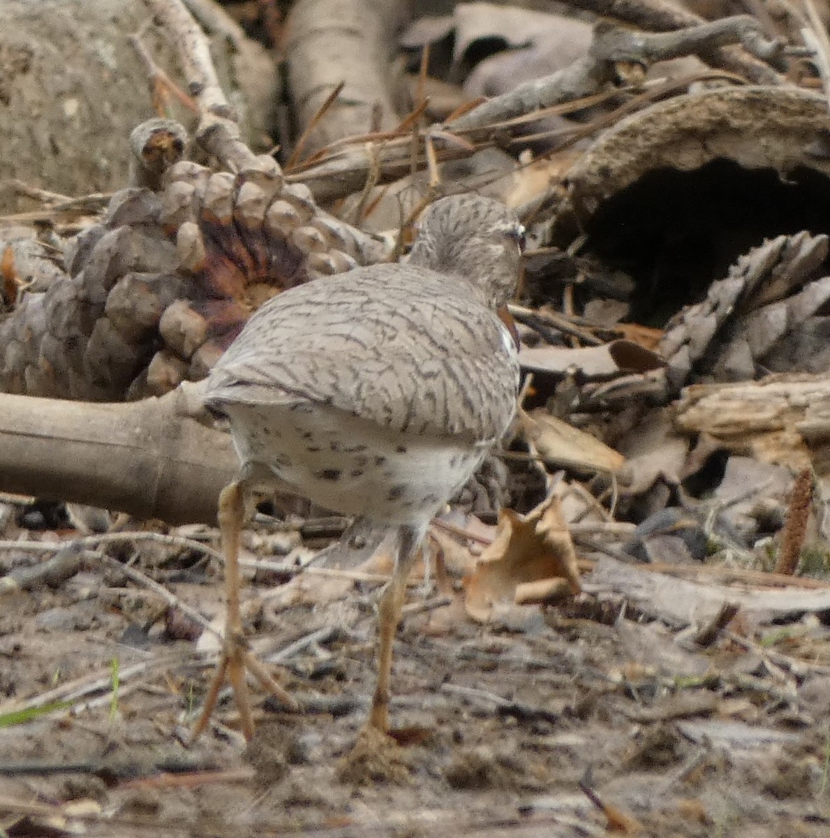 Spotted Sandpiper - ML635861485