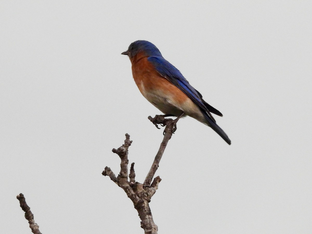 Eastern Bluebird - ML635861513