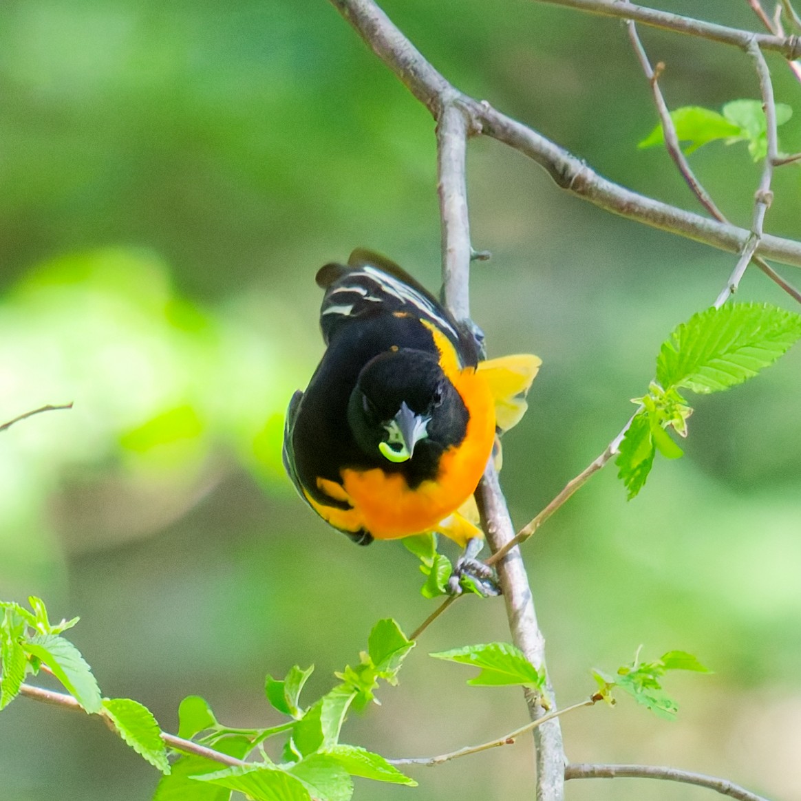 Baltimore Oriole - ML635861589