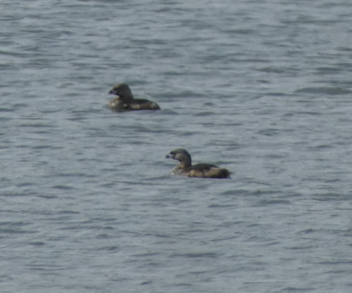 Pied-billed Grebe - ML635861591