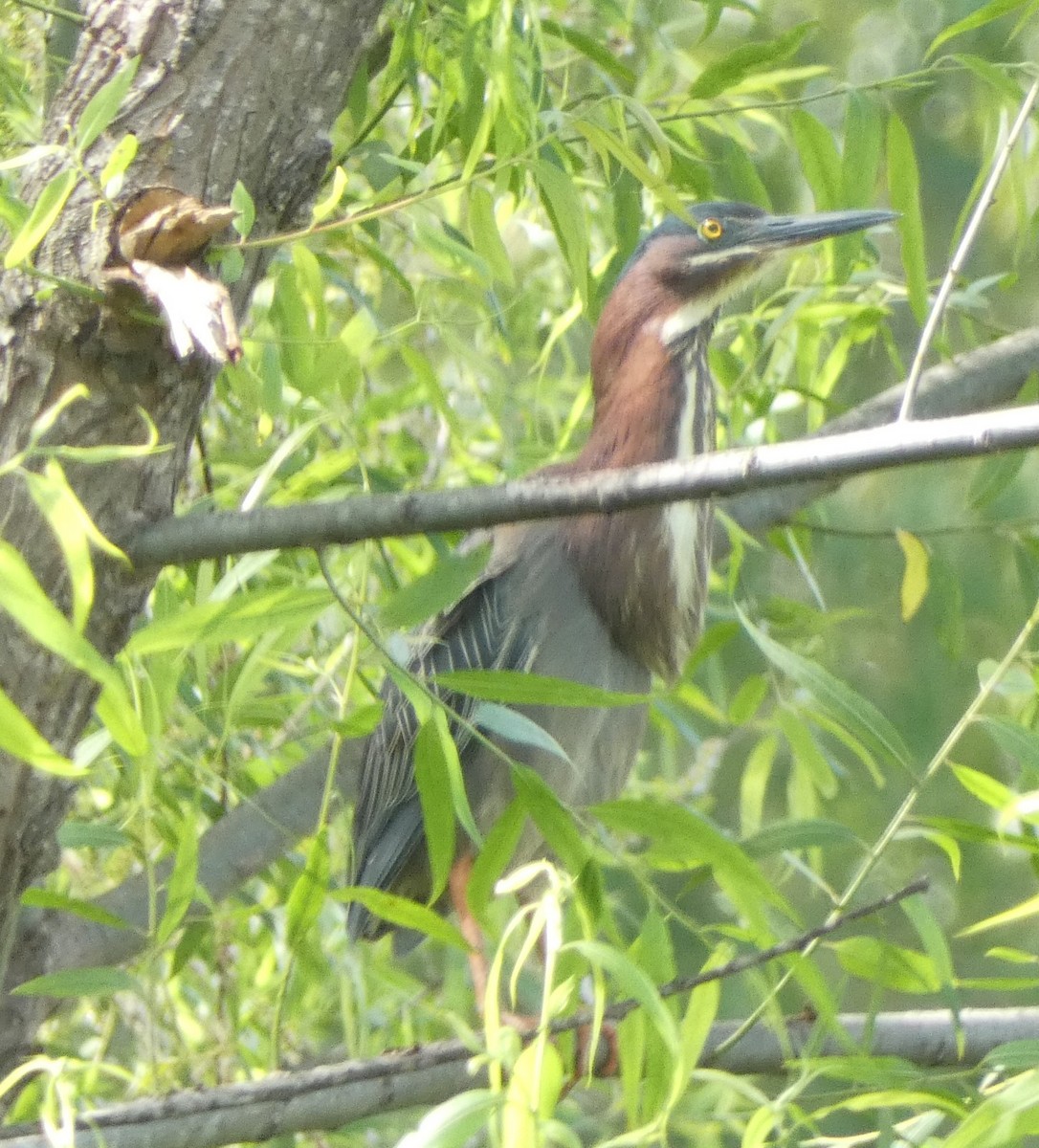 Green Heron - ML635861606