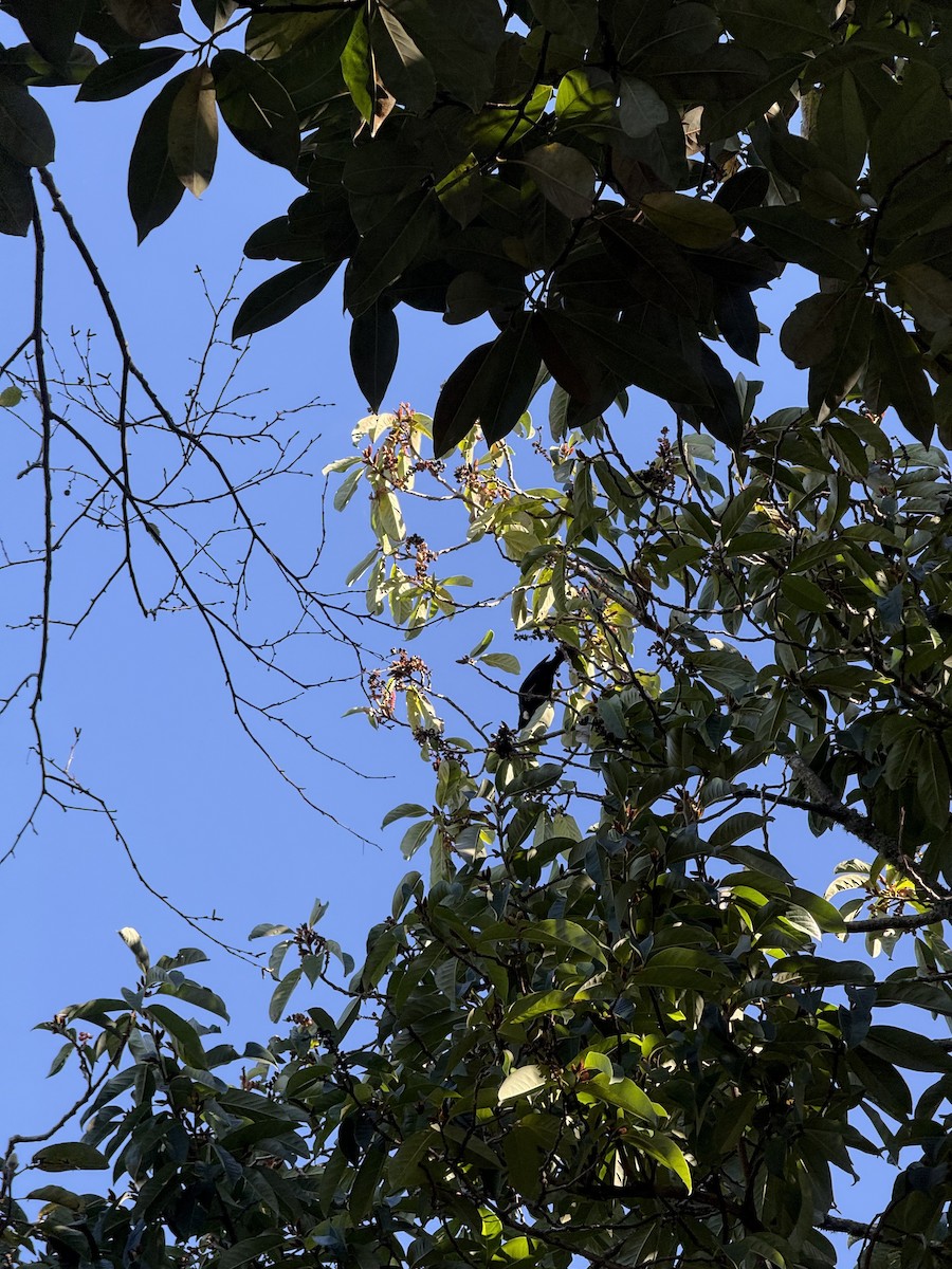 Tui - ML635861694