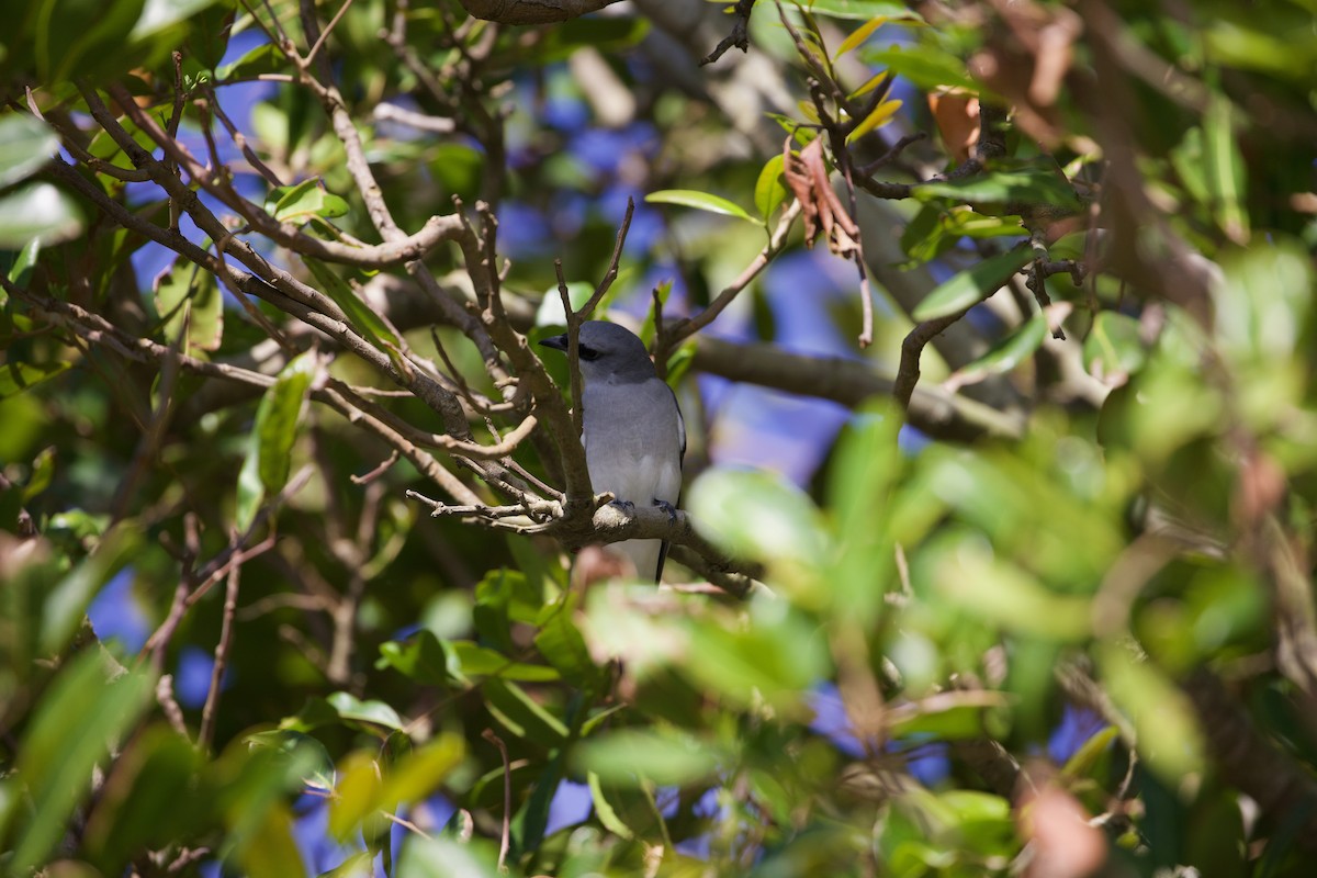 White-bellied Cuckooshrike - ML635861696