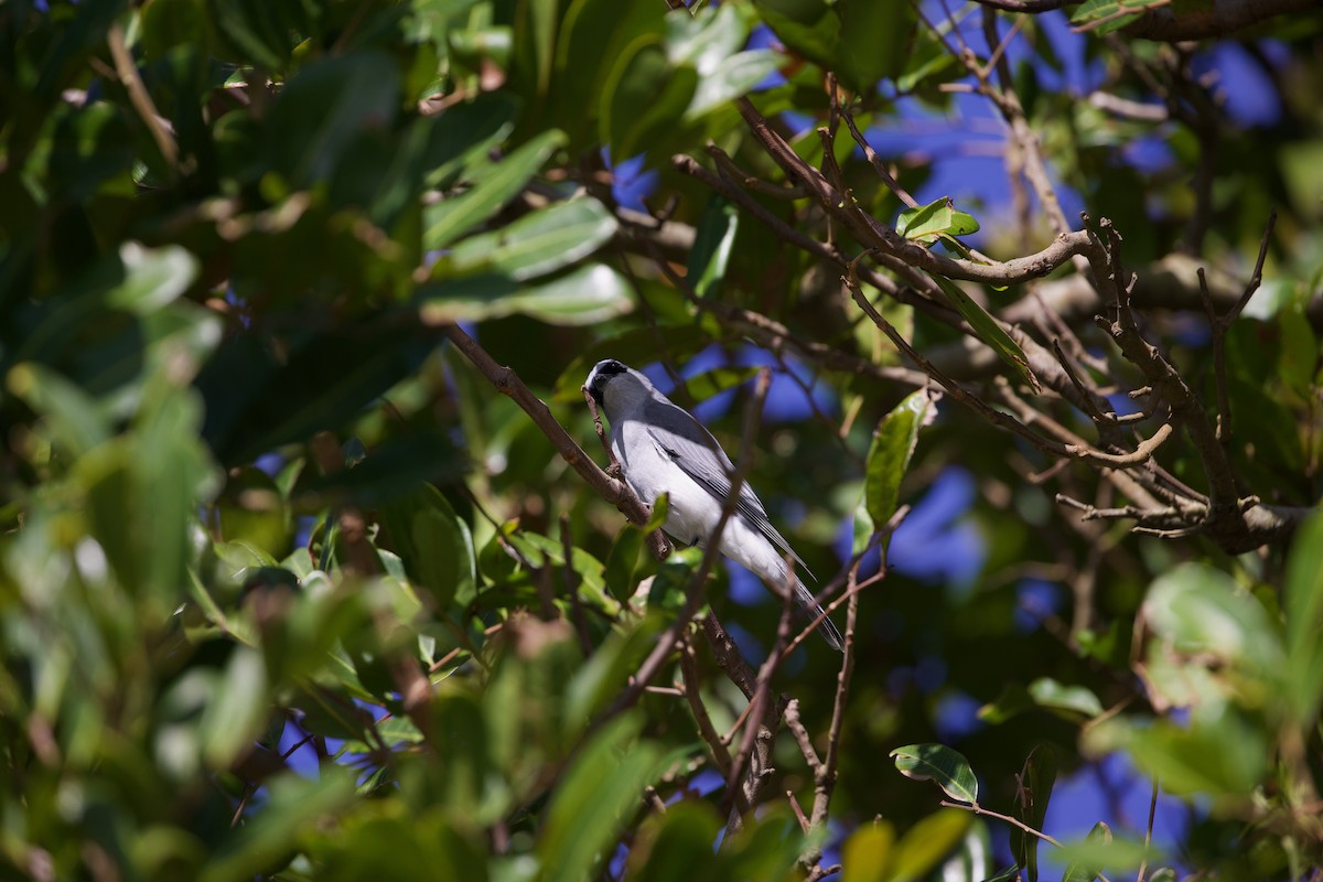 White-bellied Cuckooshrike - ML635861697