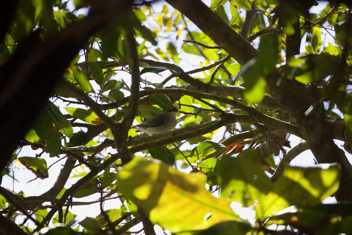White-bellied Cuckooshrike - ML635861699