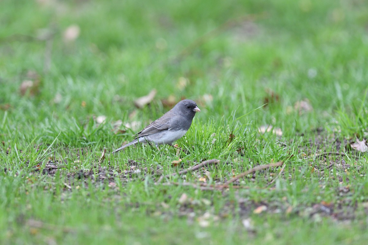 Dark-eyed Junco (Slate-colored) - ML635861720