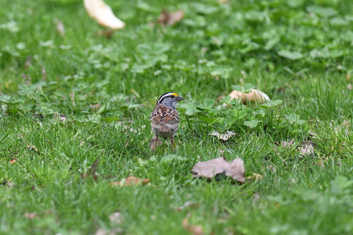 White-throated Sparrow - ML635861727