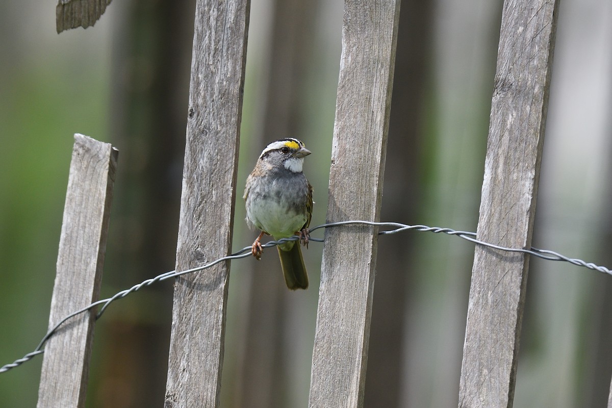 White-throated Sparrow - ML635861728