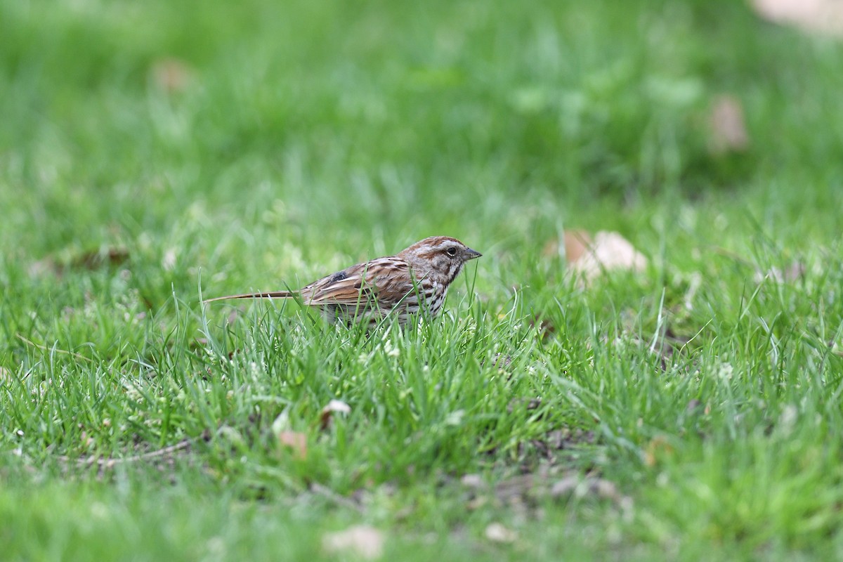 Song Sparrow - ML635861732