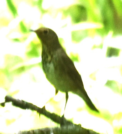 Gray-cheeked Thrush - Ross Silcock