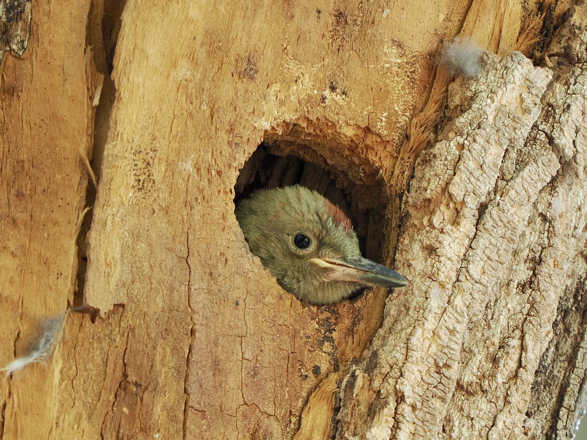 Gila Woodpecker - ML635861742