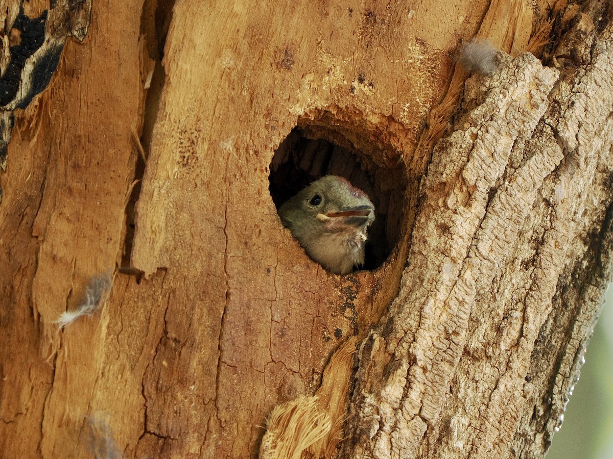 Gila Woodpecker - ML635861744