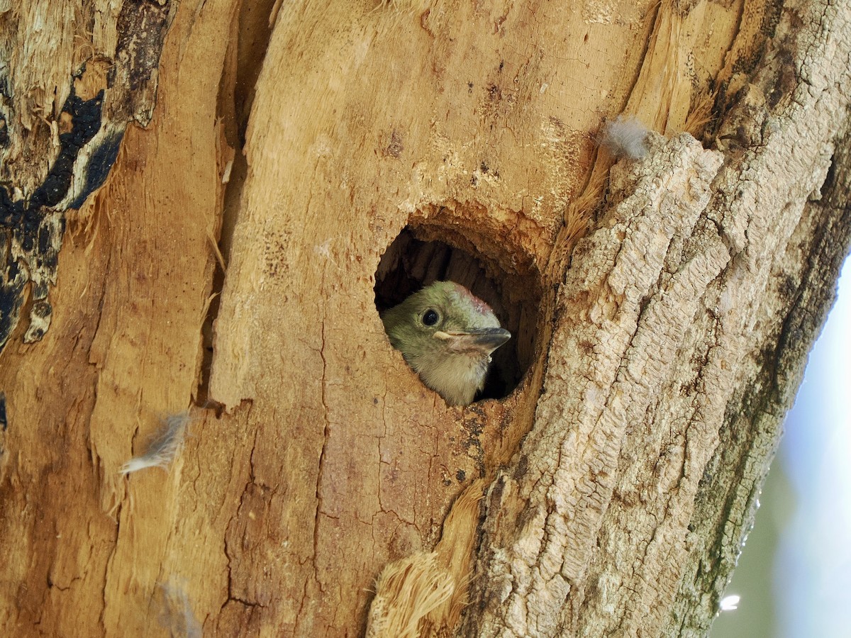 Gila Woodpecker - ML635861745