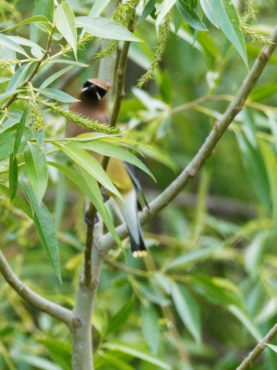 Cedar Waxwing - ML635861817