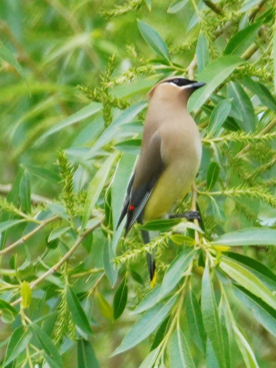 Cedar Waxwing - ML635861894