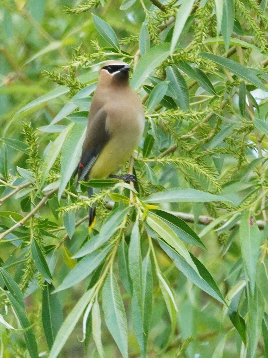 Cedar Waxwing - ML635861963