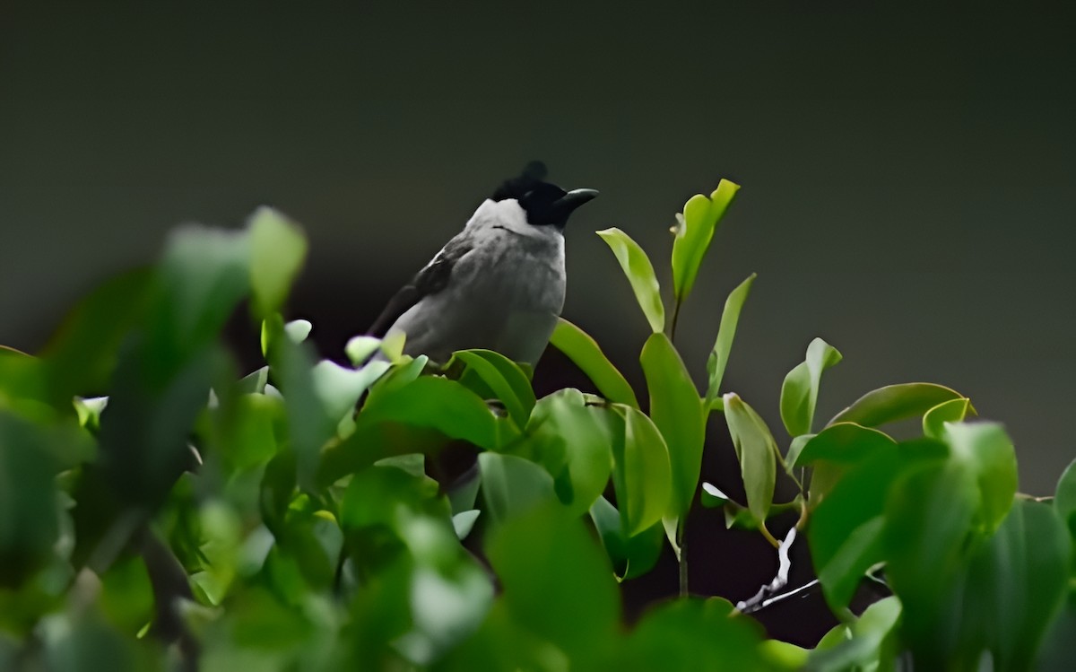 Sooty-headed Bulbul - ML635862129