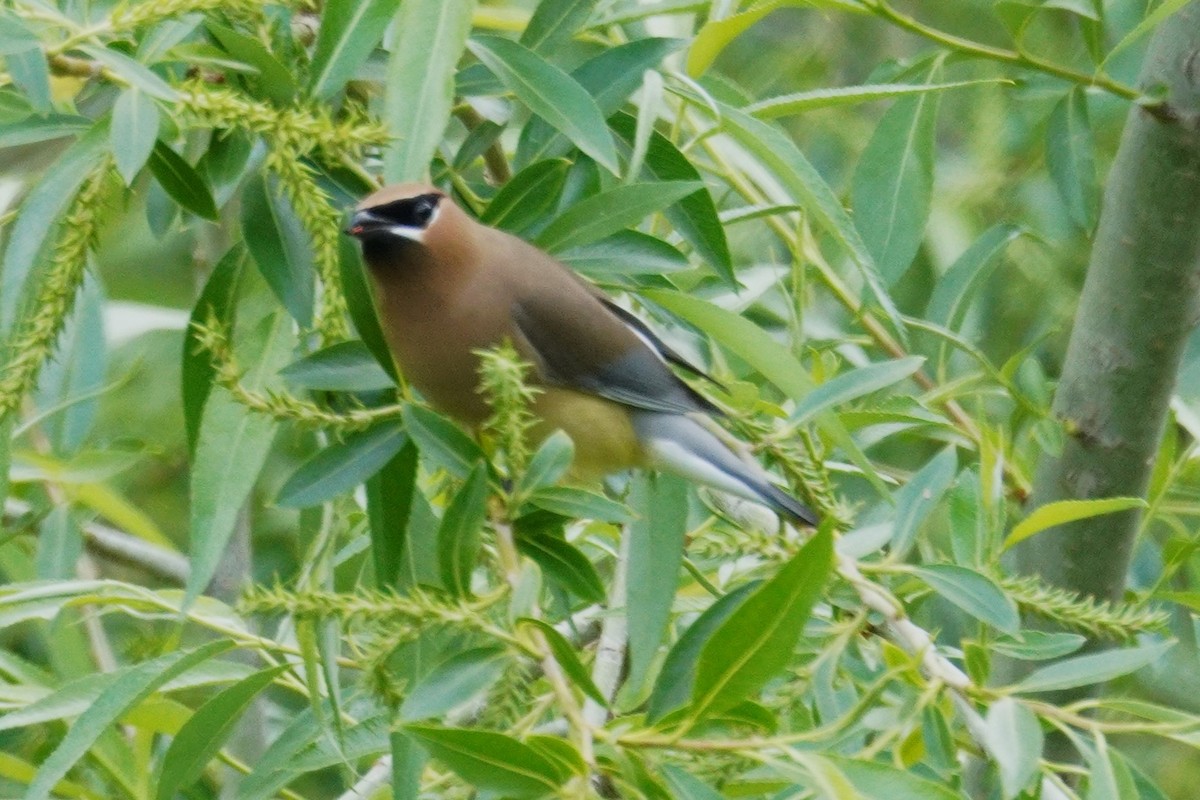 Cedar Waxwing - ML635862169