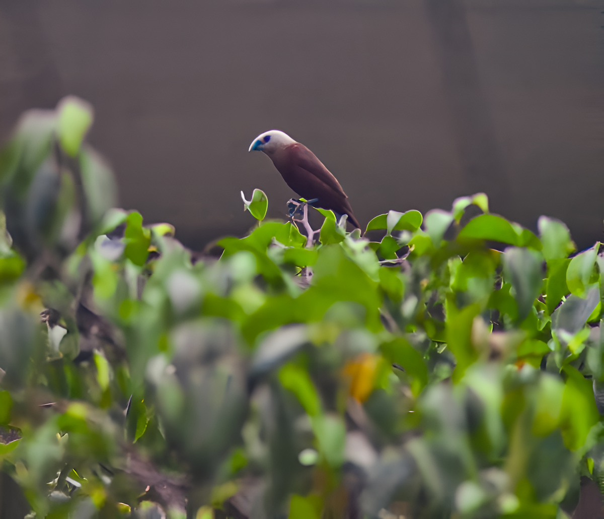 White-headed Munia - ML635862172