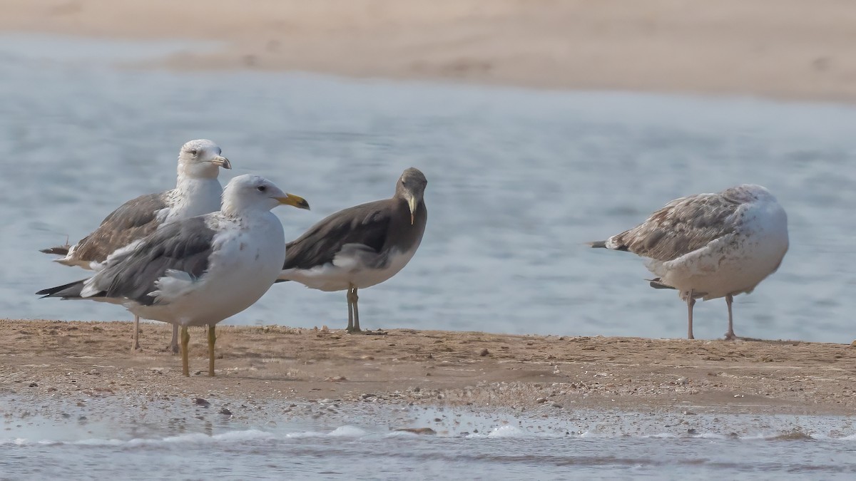 Sooty Gull - ML635862235