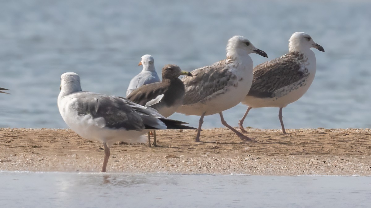 Sooty Gull - ML635862236