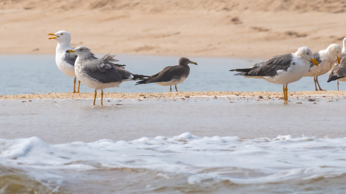 Sooty Gull - ML635862241