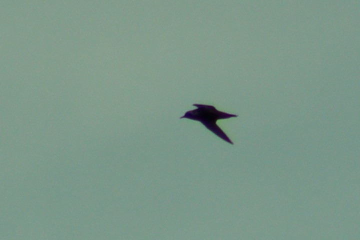 Black Noddy - ML635862255