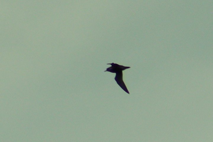 Black Noddy - ML635862256