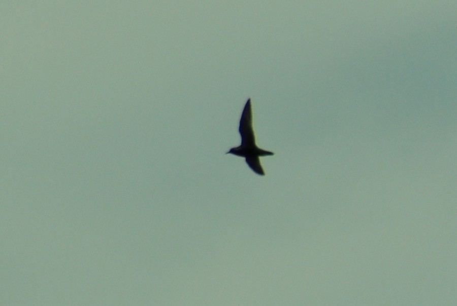 Black Noddy - ML635862257