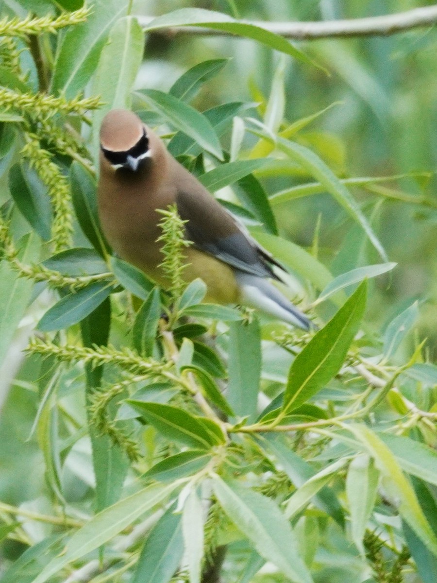Cedar Waxwing - ML635862286