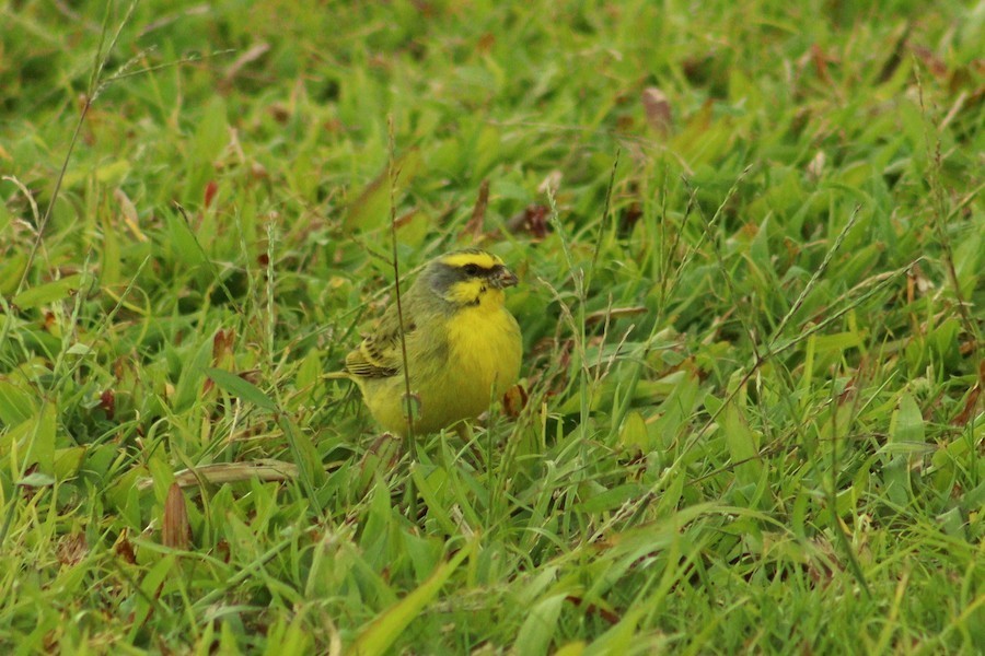 Yellow-fronted Canary - ML635862297