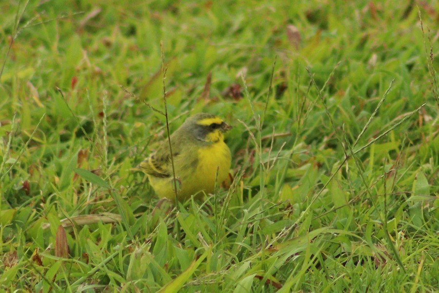 Yellow-fronted Canary - ML635862299