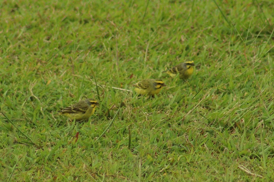 Yellow-fronted Canary - ML635862309