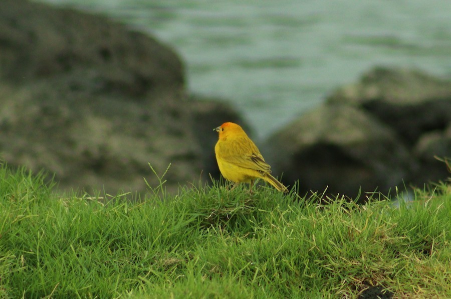 Saffron Finch - ML635862318