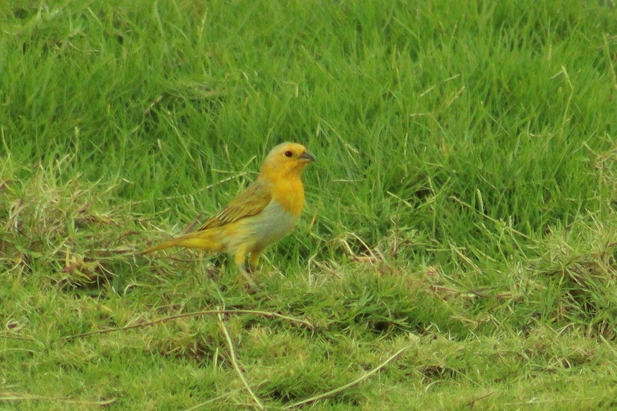 Saffron Finch - ML635862319