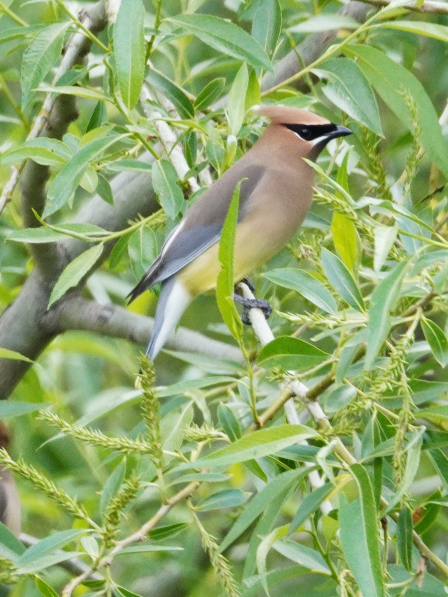 Cedar Waxwing - ML635862323