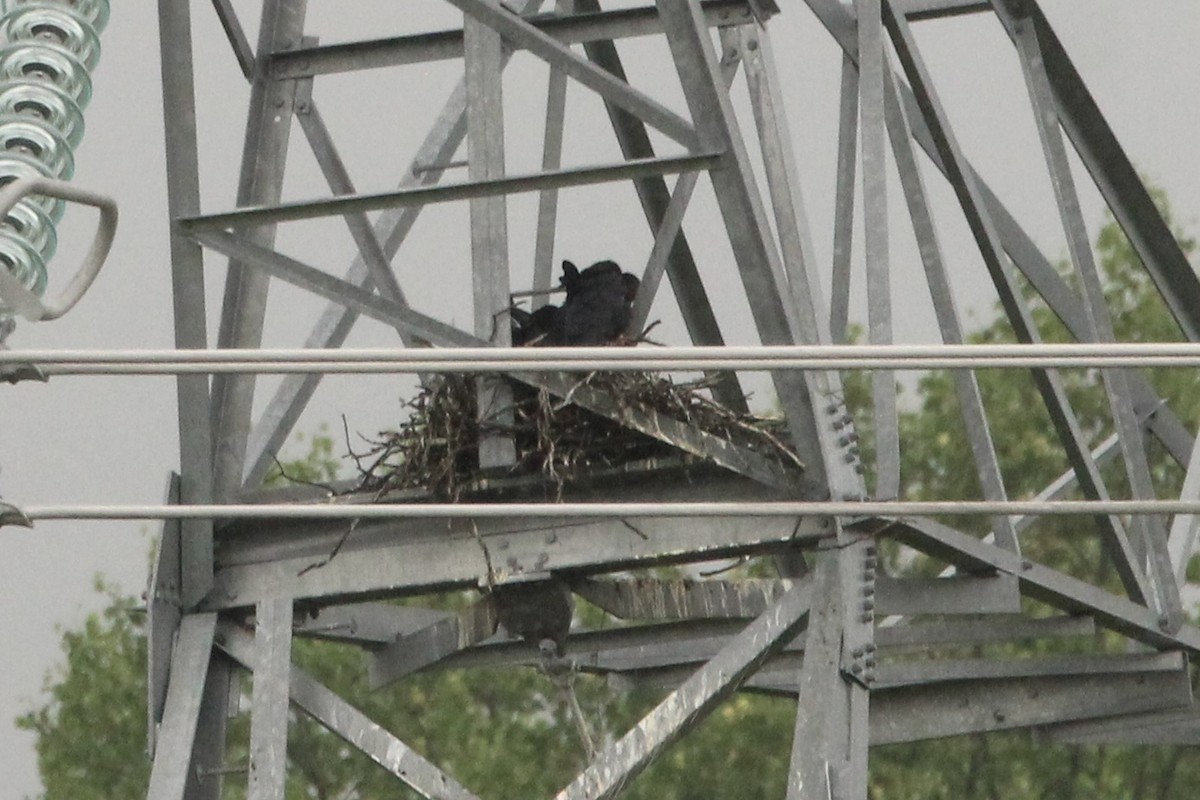 Хон хэрээ - ML635862348
